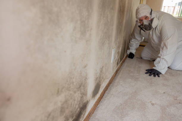 Best Environmental Consulting for Mold Prevention  in Chestertown, MD